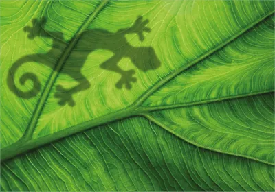 Produktbild von Wallario Poster - Gecko Schatten auf grünem Blatt - Umriss, Kunstdruck Größe: 70 x 100 cm