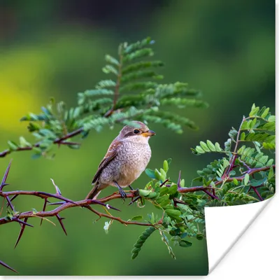 Produktbild von MuchoWow® Poster Vogel - Baum - Wald 30x30 cm - Wandposter - Printing