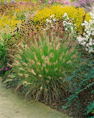Produktbild von Pennisetum alopecuroides 'Weserbergland', Lampenputzergras, ca. 9x9 cm Topf