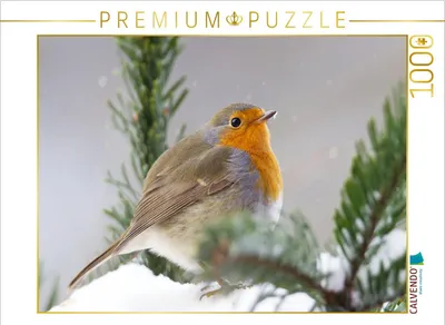 Produktbild von CALVENDO Puzzle Aufgeplustertes Rotkehlchen 1000 Teile Puzzle quer | 1000 Teile Lege-Größe 64x48cm Foto-Puzzle für glückliche Stunden