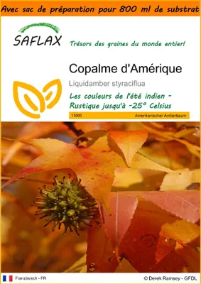 Image de SAFLAX Garden in the bag - Copalme d'Amérique - 100 graines - Liquidamber