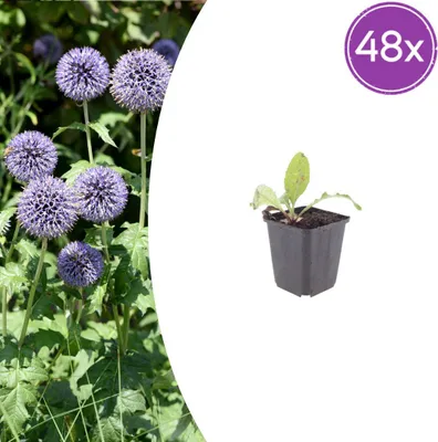 Zdjęcie produktu dla Echinops ritro | 48 sztuk - 10-25cm - Ø9cm - Roślina ogrodowa
