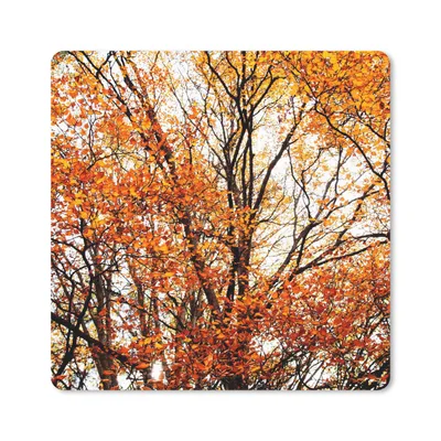 Produktbild von MuchoWow® Mauspad Mousepad Wald - Herbst - Jahreszeiten 20x20 cm - Mousepads - Maus Mat - Pad - Mausunterlage - Desk Mat - Bureauartikeln