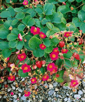 Produktbild von Fragaria x ananassa 'Lipstick' -R-, Erdbeere, ca. 9x9 cm Topf