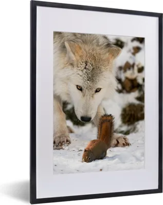 Produktbild von MuchoWow® MuchoWow® Gerahmtes Poster Eichhörnchen - Wolf - Schnee - Winter 30x40 cm - Poster mit zchwarzem Bilderrahmen - Wandposter Schlafzimmer