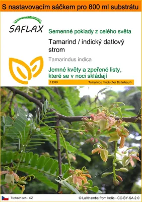 Obrázek produktu pro SAFLAX Garden in the bag - Tamarind / indický datlový strom - Tamarindus indica - 4 Semena - S pěstebním substrátem v praktickém samovztyčovacím sáčku