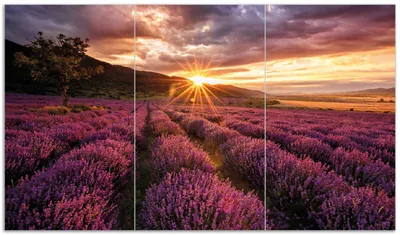 Produktbild von Wallario Herdabdeckplatte aus Glas, Größe 90 x 52 cm 3-teilig, Motiv Lavendelfeld bei Sonnenuntergang - Sonnenstrahlen