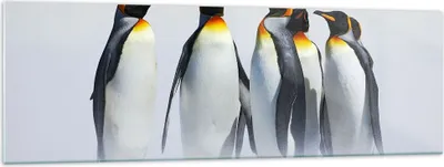 Produktbild von Bilder auf glas - Pinguine Winter Schnee Spaziergang - 160x50cm - Glasbilder - Wandbilder - Kunstdruck - Wanddekoration aus Glas - Glas Bilder - Wandbild auf Glas - GAB160x50-2893