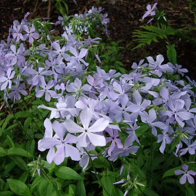 Obrázok produktu pre 6 ks rastlín Vlambloem - Phlox divaricata 'Clouds Of Perfume' | Kvetináč 9 cm x 9 cm