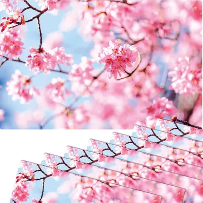 Produktbild von Abwaschbare Tischsets 8er Set Frühling Kirsch-Blüten