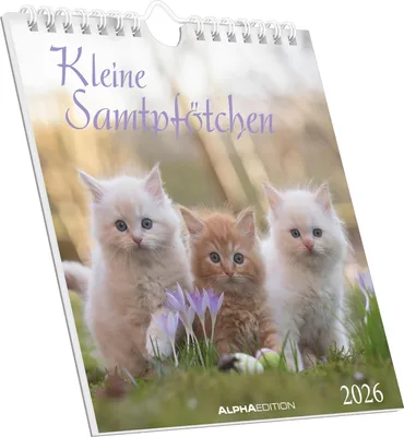 Produktbild von Alpha Edition - Kleine Samtpfötchen Kalender 2026 - Postkartenkalender 16×17 cm mit Katzenmotiven, zum Aufstellen oder Aufhängen, niedlicher Tischkalender & Geschenkidee für Katzenliebhaber