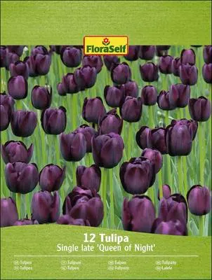 Obrázek produktu pro Květinové cibulky tulipánů FloraSelf 'Queen of Night' 12 kusů