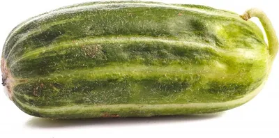 Produktbild von Mini- Melonengurke "Carosello Scopatizzo Barese"  - 10 Samen