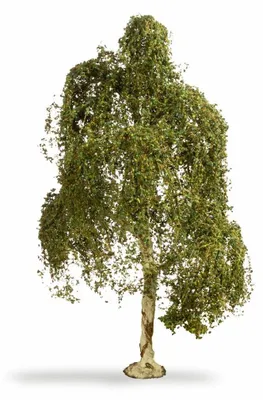 Produktbild von NOCH 18 cm hohe handkolorierte Hängebirke als Modellbau Baum für Modelleisenbahn, Diorama und Landschaftsgestaltung in Grüntönen.