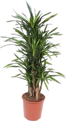 Image de Dracaena Riki - 140 cm - Ø30