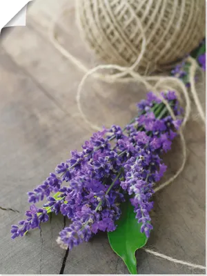 Produktbild von ARTland Poster Lavendel Strauß Größe: 45x60 cm