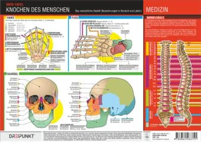 Produktbild von Knochen des Menschen