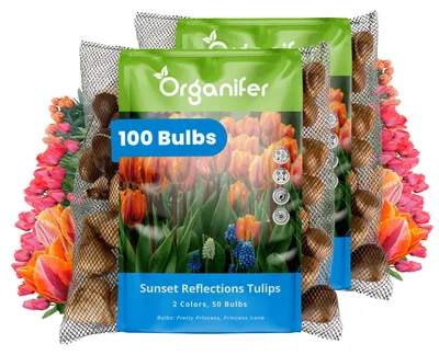 Obrázok produktu pre Tulipánové Cibule - 100 Kvetinových Cibúľ - Odraz Západu Slnka - Princess Mix Oranžová Ružová Koralová - Organifer
