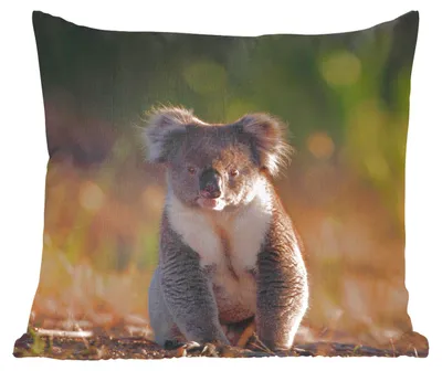 Produktbild von MuchoWow® Zierkissen Sofakissen Wohnzimmer Dekokissen 40x40 cm Koala - Sonne - Tier - Kinder - Jungen - Mädchen - Foto Kissen - Schlafzimmer Dekoration