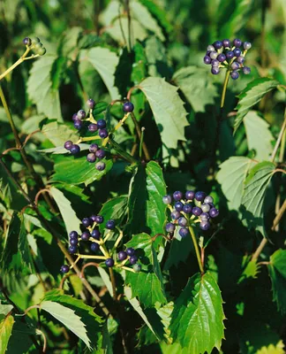 Produktbild von Viburnum dentatum 'Blue Muffin', Pfeilblatt-Schneeball, 80–100 cm