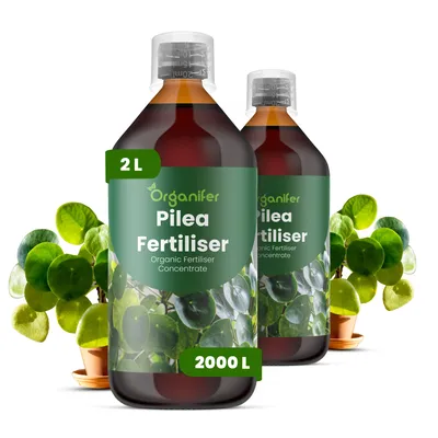 Produktbild von Pilea Flüssigdünger 2x1L – 3-4-3 NPK – Flüssig-Pflanzendünger für Pilea – Fördert stabile Wurzeln & gleichmäßige Blattentwicklung – Organifer