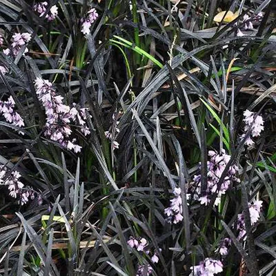 Image de 6 x Lierre noir  - Ophiopogon planiscapus 'Niger'  | Pot 9 cm x 9 cm
