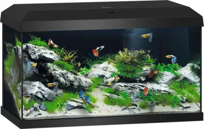 Produktbild von Aquarium Set JUWEL Primo 60 inkl. Abdeckung mit LED Beleuchtung, Heizer, Filter ohne Unterschrank, schwarz, 61 x 31 x 36