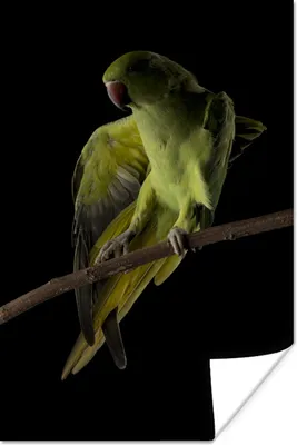 Produktbild von MuchoWow® Poster Papagei - Vogel - Zweig 60x90 cm - Wanddekoration