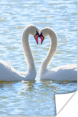 Produktbild von MuchoWow® Poster Vögel - Schwan - Wasser - Liebe - Sonne 80x120 cm - Papierdruck