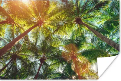 Produktbild von MuchoWow® Poster Blätter - Palme - Sonne 180x120 cm - Fotoplakat