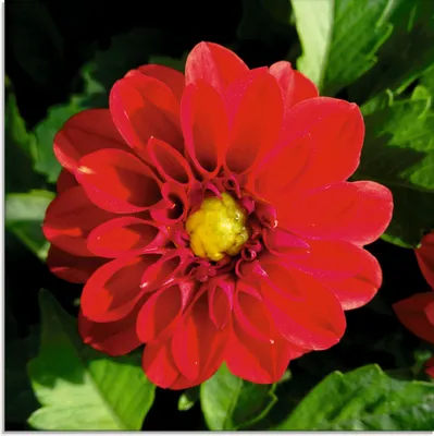 Produktbild von ARTland Glasbild Rote Dahlienblüte Größe: 30x30 cm
