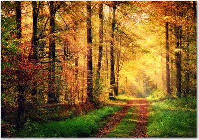 Produktbild von Tulup® Glas-Bild - 100 x 70 - Wandbild aus Glas - Wandkunst - Wandbild hinter gehärtetem Sicherheitsglas - Landschaften - Herbstwald - Mehrfarbig