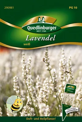Produktbild von Lavendel weiß | Blumensamen von Quedlinburger