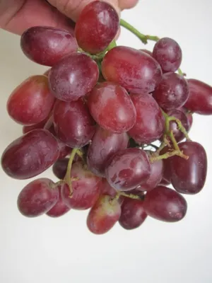 Produktbild von Vitis vinifera Crimson Seedless - Weintraube Crimson Seedless 60-100