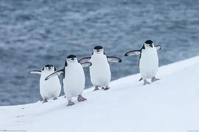 Obrázek produktu pro Chinstrap PINGUINS – 61 x 91,5 cm – plakát