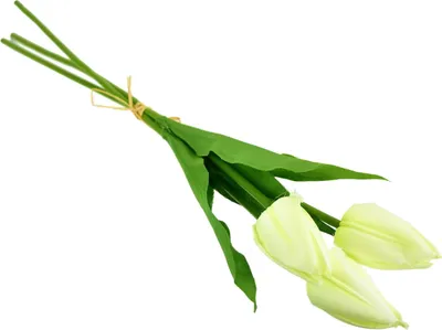 Immagine prodotto di Mazzo di 3 tulipani crema 50 cm