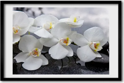 Produktbild von Bild 60x40 MDF-Rahmen, Wandkunst Orchidee