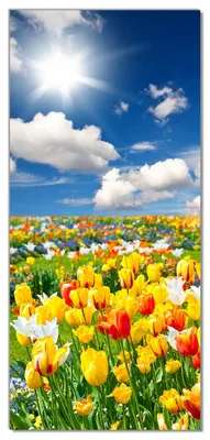 Produktbild von Wallario selbstklebende Türtapete 93 x 205 cm - Tulpenwiese unter blauem Himmel - Abwischbar, rückstandsfrei zu entfernen