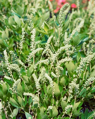 Zdjęcie produktu dla Clethra alnifolia 'Hummingbird', Scheineller, biała, 40-60 cm