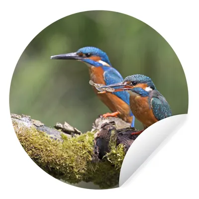 Produktbild von MuchoWow® Runde Wandtattoo - Wandsticker Tapete Aufkleber Eisvogel - Fisch - Zweig Ø 80 cm Selbstklebend und Repositionierbar - Wandaufkleber - Kreis - Mauerkreis - Wand Bilder - Wandsticker - Wohnzimmer Dekoration - Dekoration für die Wände - Aluminium - Babyzimmer