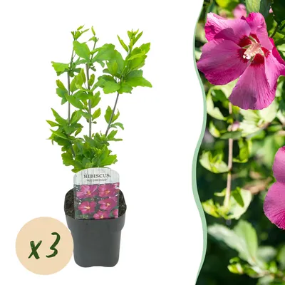 Produktbild von Green boutiQ - Gartenpflanze - Hibiscus syriacus Woodbridge - Gartenhibiskus - Winterhart - Rosa - 3 Pflanzen - Topf 17cm - Höhe 45cm