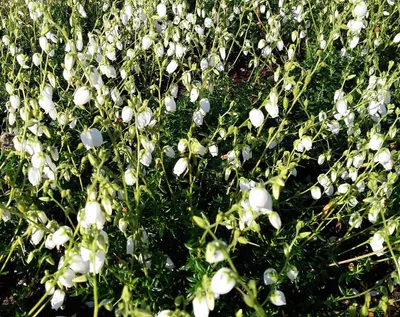 Image de 5 pièces Bruyère irlandaise Daboecia cantabrica 'Alba' 15 - 20 cm