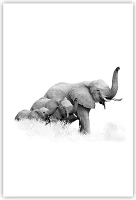 Produktbild von Poster - Poster ohne Rahmen - Elefanten Familie Schwarz und Weiß - 61x91,5 cm - Wand Bild - Wanddeko - Wandbilder - Kunstposter - Wandposter - Bilder - Kunstdruck - Wanddekoration - P2XPA61x91-4374