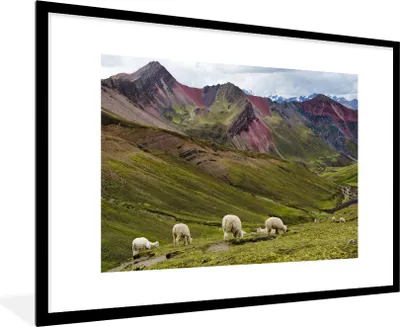 Produktbild von MuchoWow® MuchoWow® Gerahmtes Poster Alpaka - Hügel - Gras 90x60 cm - Poster mit zchwarzem Bilderrahmen - Wanddekoration - Fotos