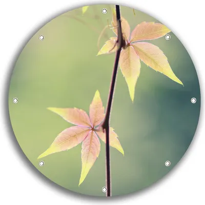 Produktbild von Wallario rundes Outdoor-Poster für Garten oder Balkon, Motiv Herbstblume, 30 cm Durchmesser