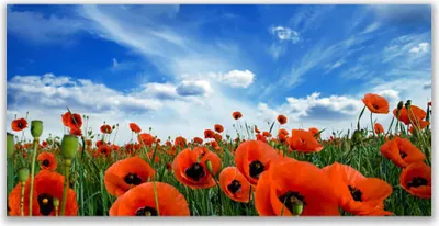 Produktbild von Glasbilder 140x70 Wandbild Druck auf Glas Wiese Mohnblumen Pflanzen
