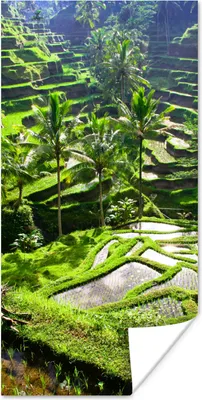 Produktbild von MuchoWow® Poster Spektakuläre Reisfelder nördlich von Ubud 20x40 cm - Plakat - Foto