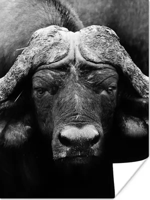 Produktbild von MuchoWow® Poster Tiere - Büffel - Schwarz - Weiß - Porträt 60x80 cm - Schlafzimmer Dekoration