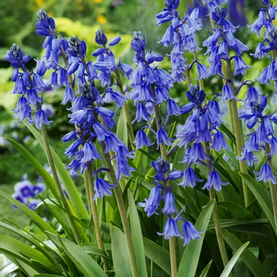 Obrázok produktu pre Hyacinthoides cibule Kvetinové cibule Zvončeky Excelsior 5 ks.
