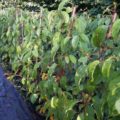 A row of young kiwi plants in pots, supported by stakes, with lush green leaves.